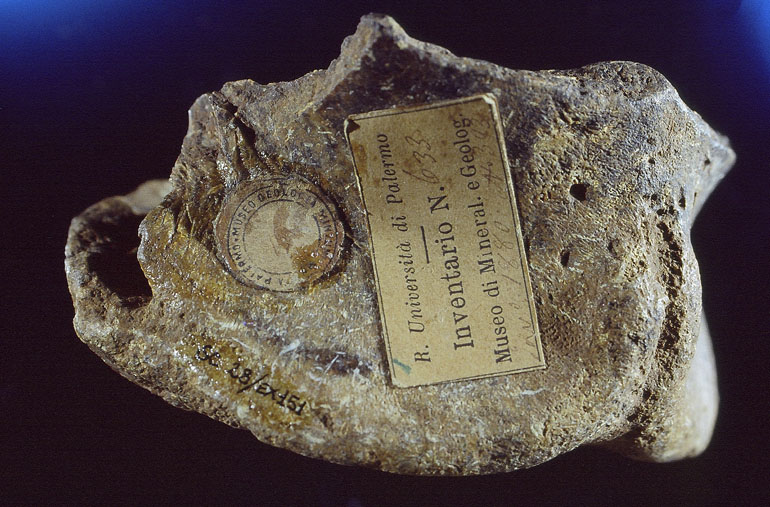 fossile (Frammento di cranio porzione occipitale, esemplare)