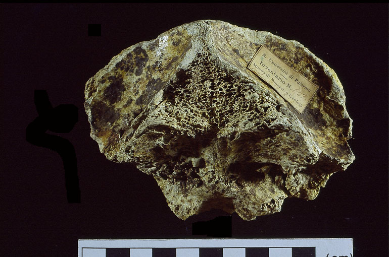 fossile (cranio frammento, esemplare)