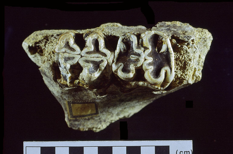 fossile (mascellare frammento, esemplare)