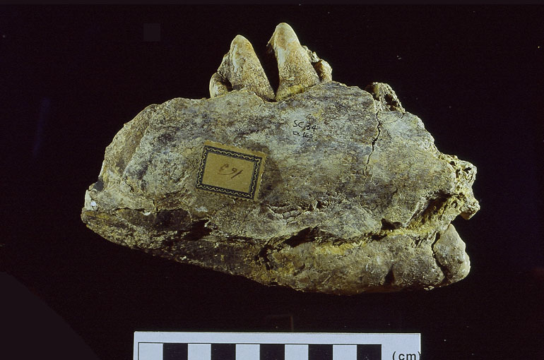 fossile (FRAMMENTO DI EMIMANDIBOLA SINISTRA, esemplare)