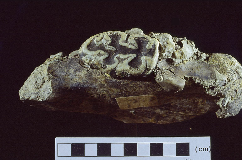 fossile (EMIMNDIBOLA DX FRAMMENTO, esemplare)