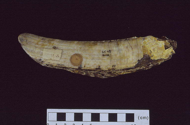 fossile (Ippopotamo, esemplare)