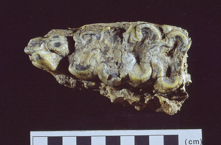 fossile (FRAMMENTO DI MASCELLARE, esemplare)