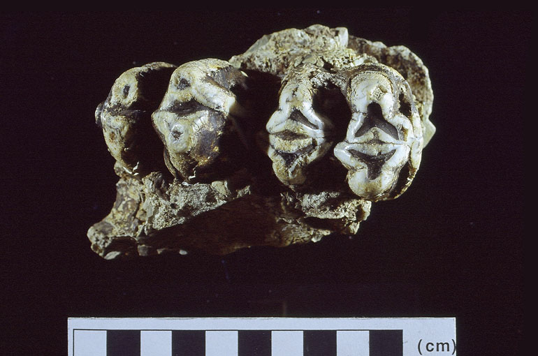 fossile (frammento di mascellare, esemplare)