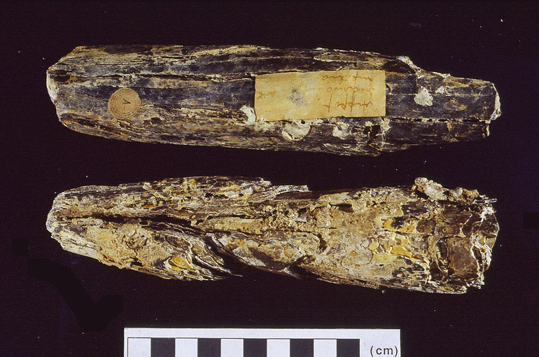 fossile (INCISIVI, esemplare)