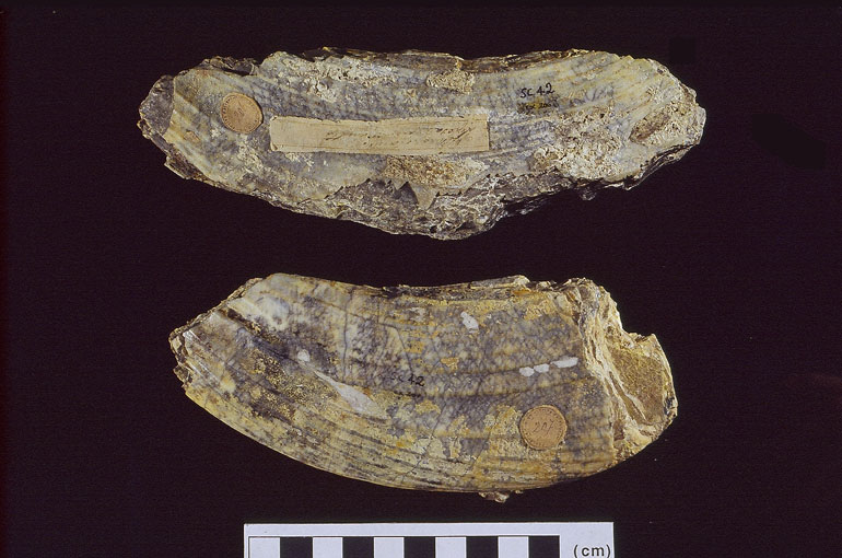 fossile (Canino inferiore, esemplare)