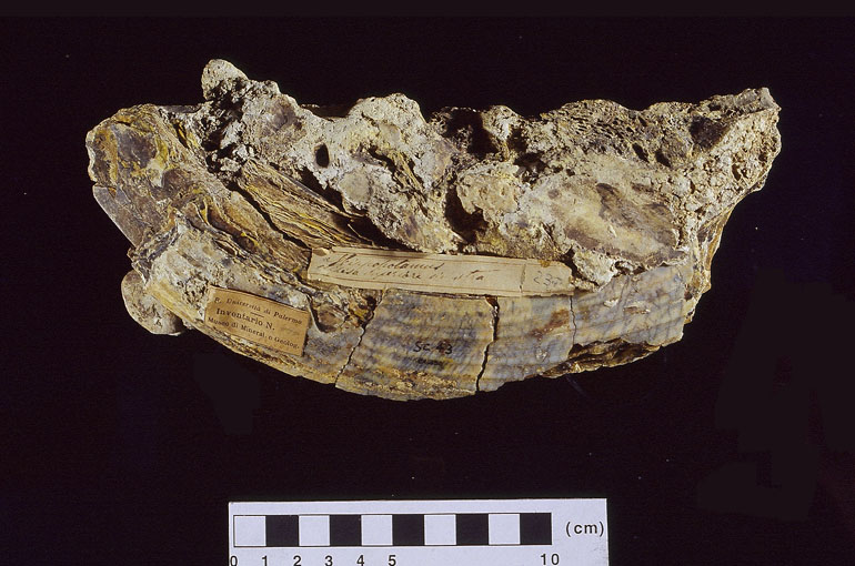 fossile (Ippopotamo, esemplare)