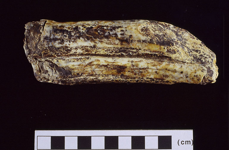 fossile (Ippopotamo, esemplare)