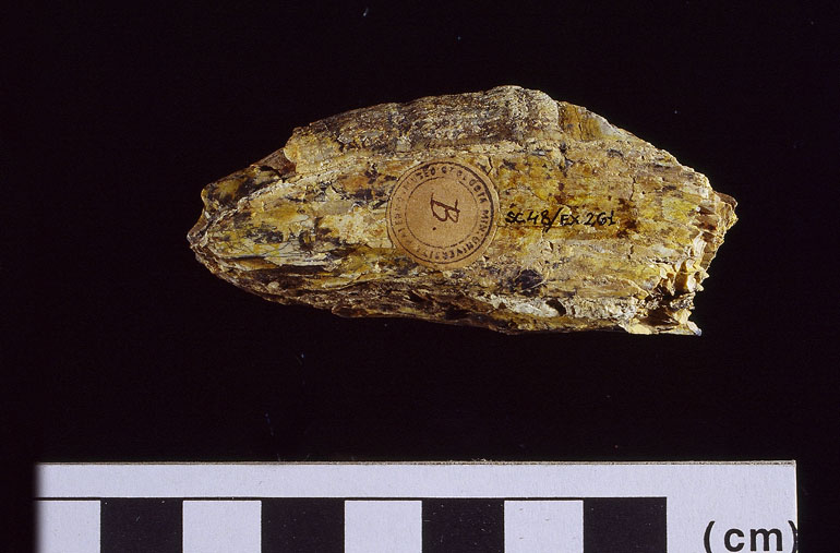 fossile (Ippopotamo, esemplare)