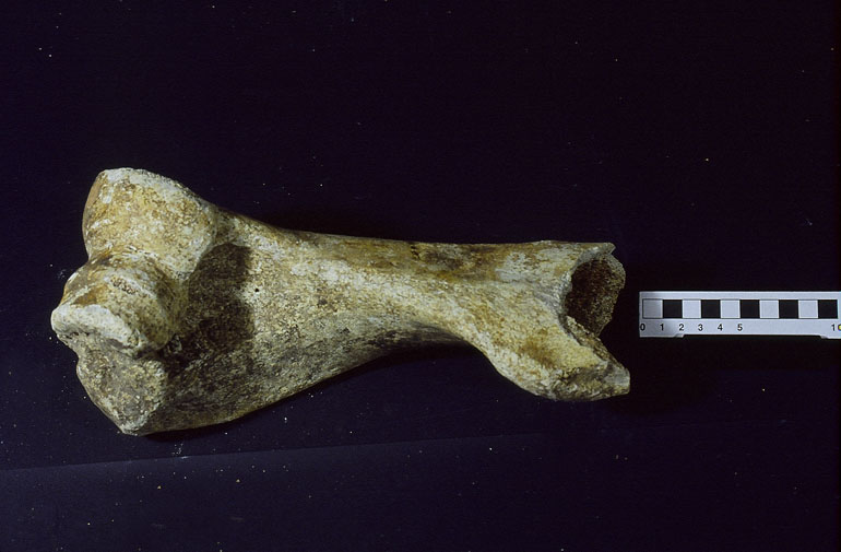 fossile (Ippopotamo, esemplare)