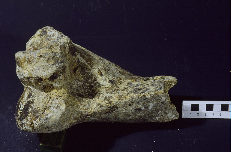 fossile (Ippopotamo, esemplare)