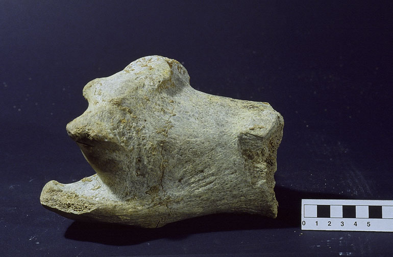 fossile (Ippopotamo, esemplare)