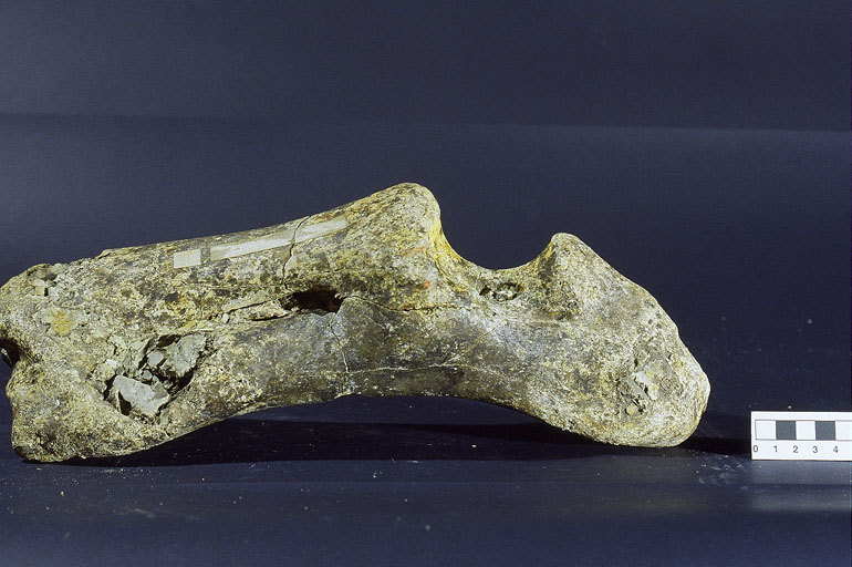 fossile (Ippopotamo, esemplare)