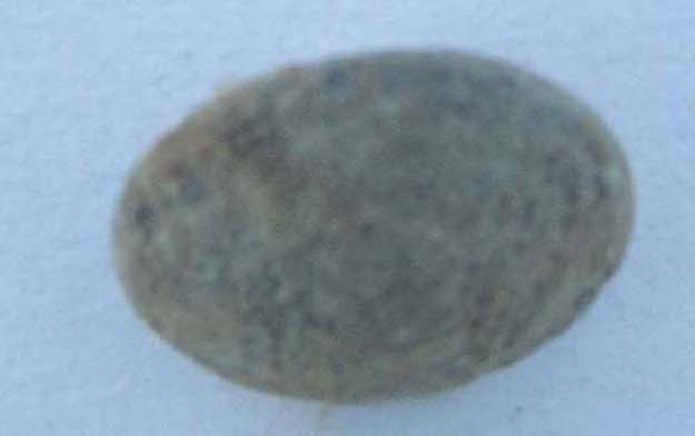 SINGOLO OGGETTO/ borchia, PERIODIZZAZIONI/ Storia/ Eta' antica/ Eta' romana/ Eta' romana imperiale