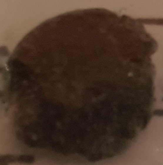 SINGOLO OGGETTO/ moneta, Età tardoantica