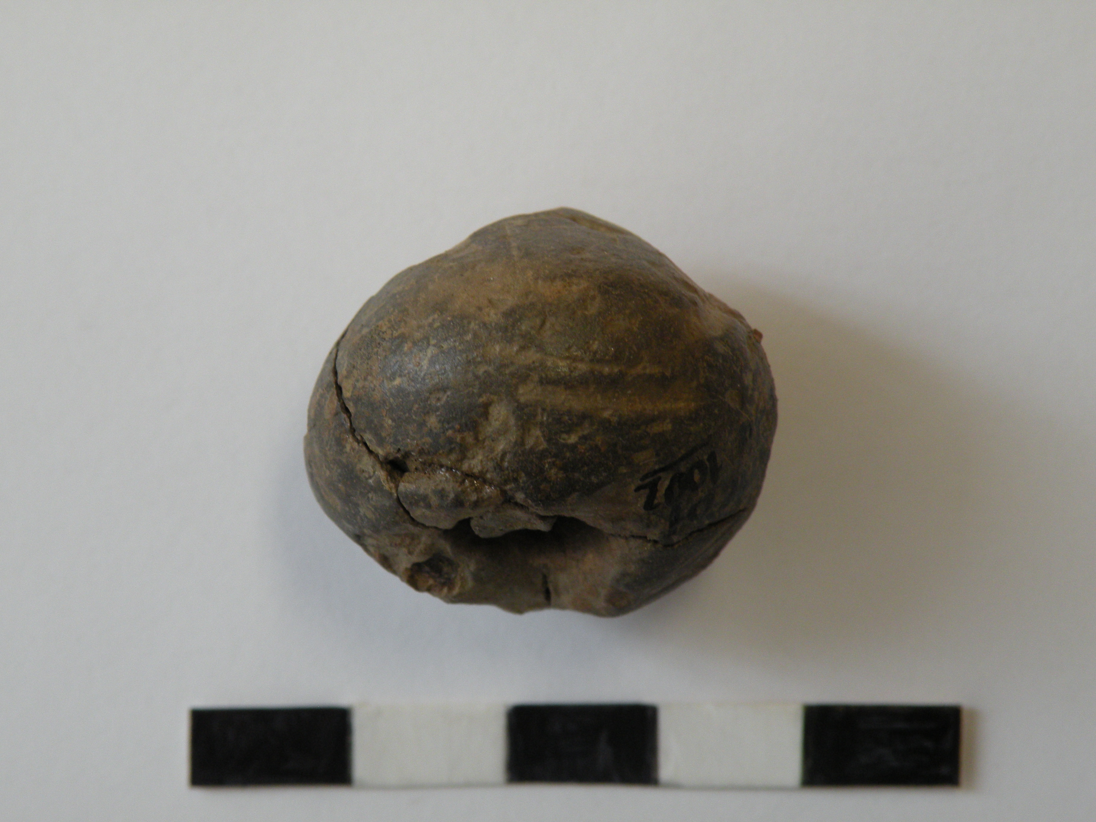 SINGOLO OGGETTO/ fuseruola, VI-V sec. a. C