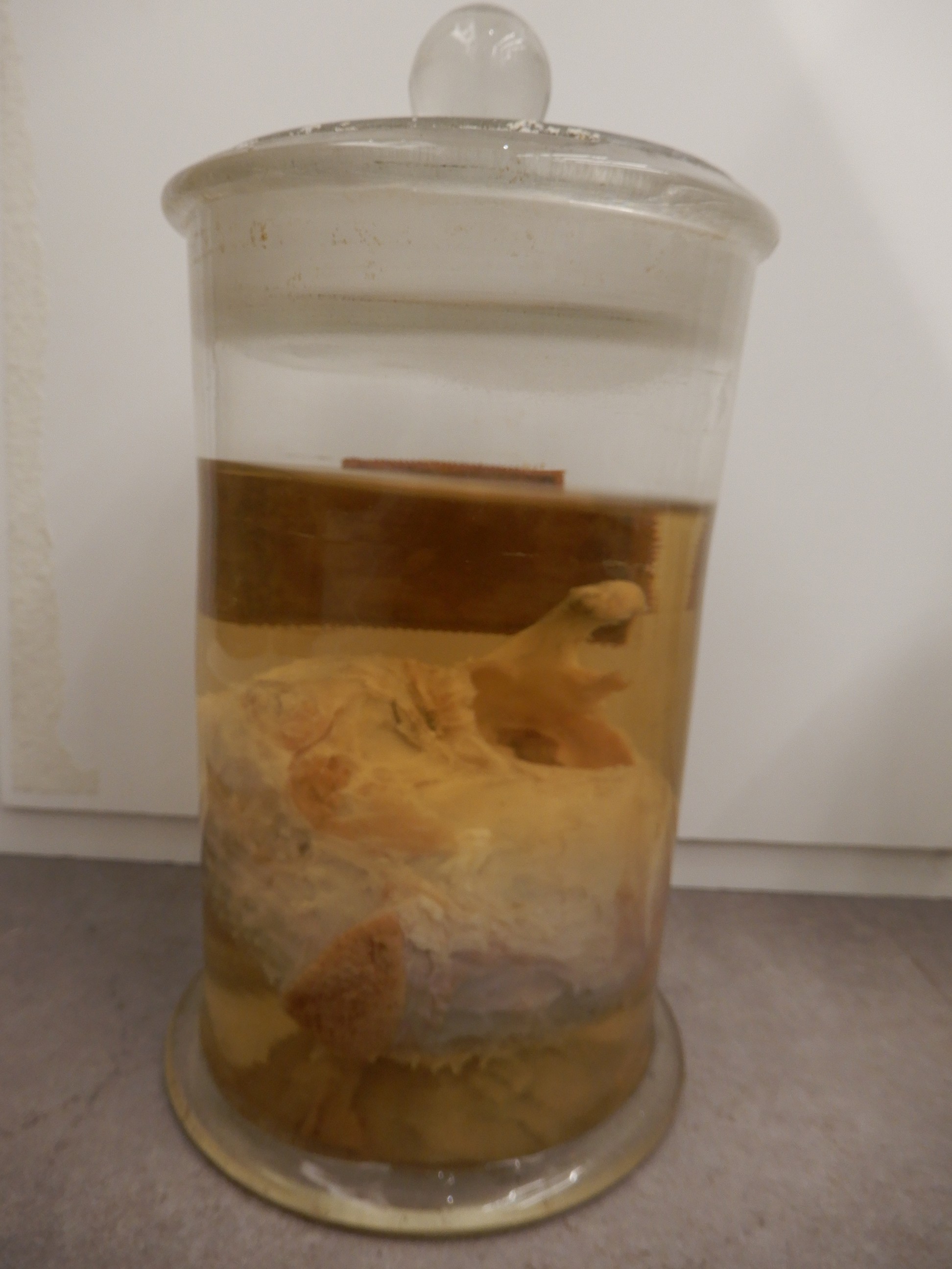 singolo reperto antropologico, preparato anatomico (morfologia alterata per patologia) (XIX-XX)