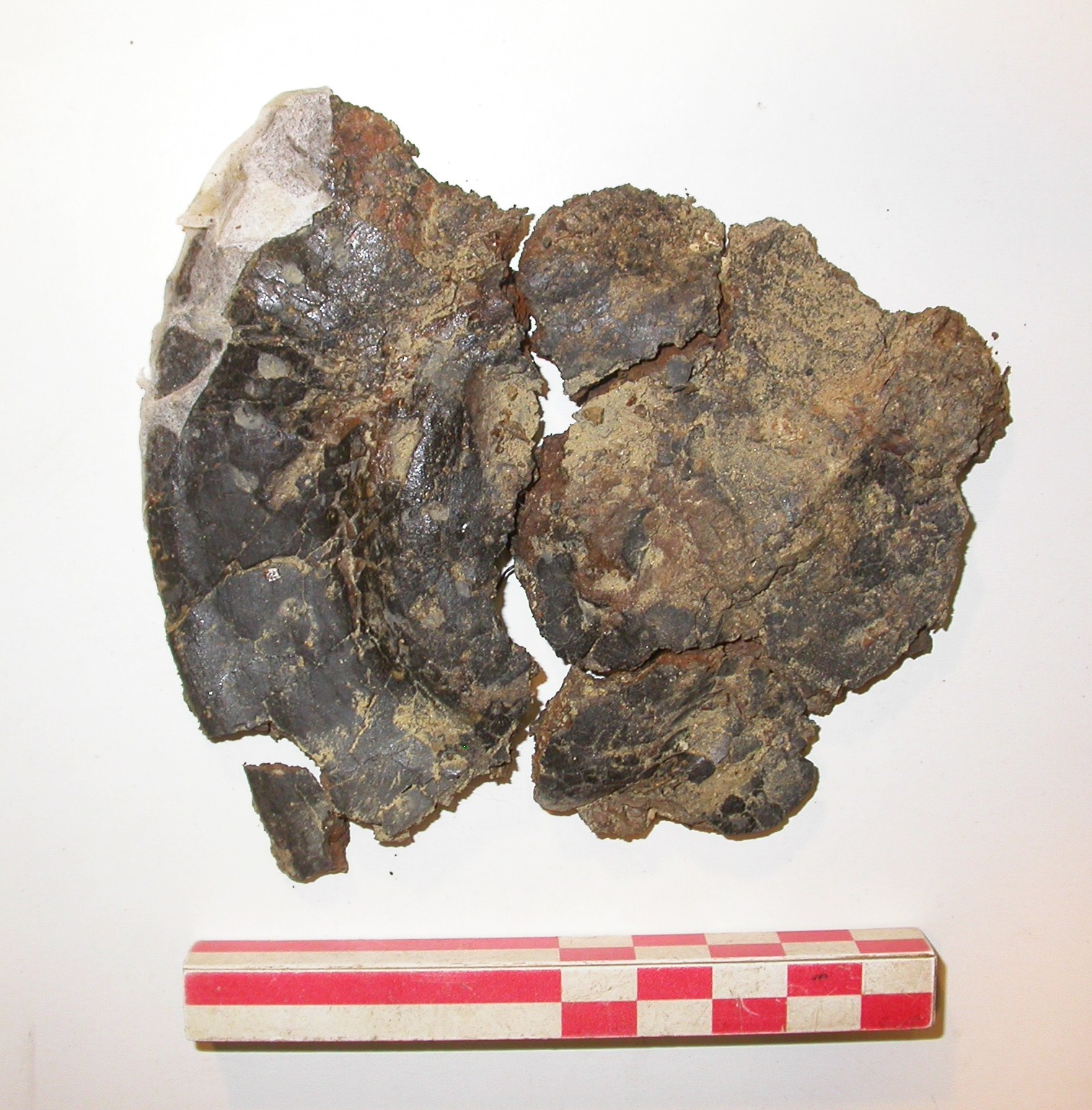 SINGOLO OGGETTO/ piatto, PERIODIZZAZIONI/ Protostoria/ Eta' del Ferro/ Prima eta' del Ferro