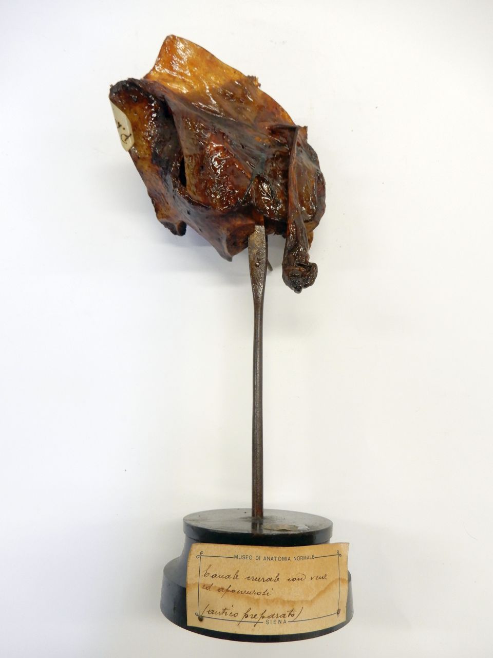 singolo reperto antropologico, preparato anatomico, inguine (XIX)