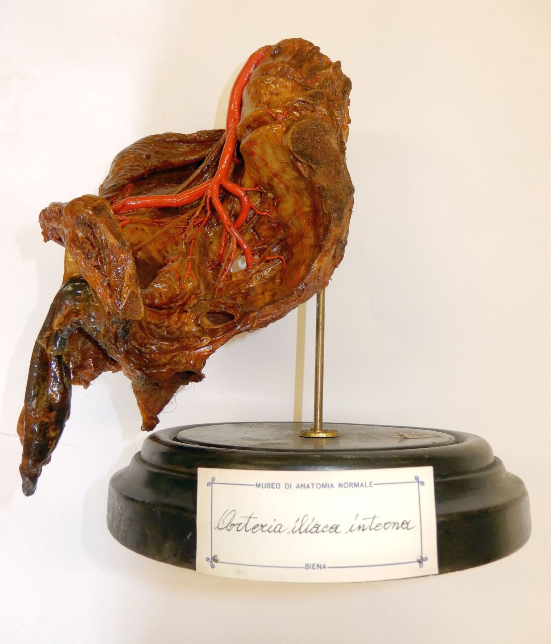 singolo reperto antropologico, preparato anatomico (apparato circolatorio), arteria (morfologia/ struttura alterata post mortem per intervento antropico, trattato e colorato) (XIX)