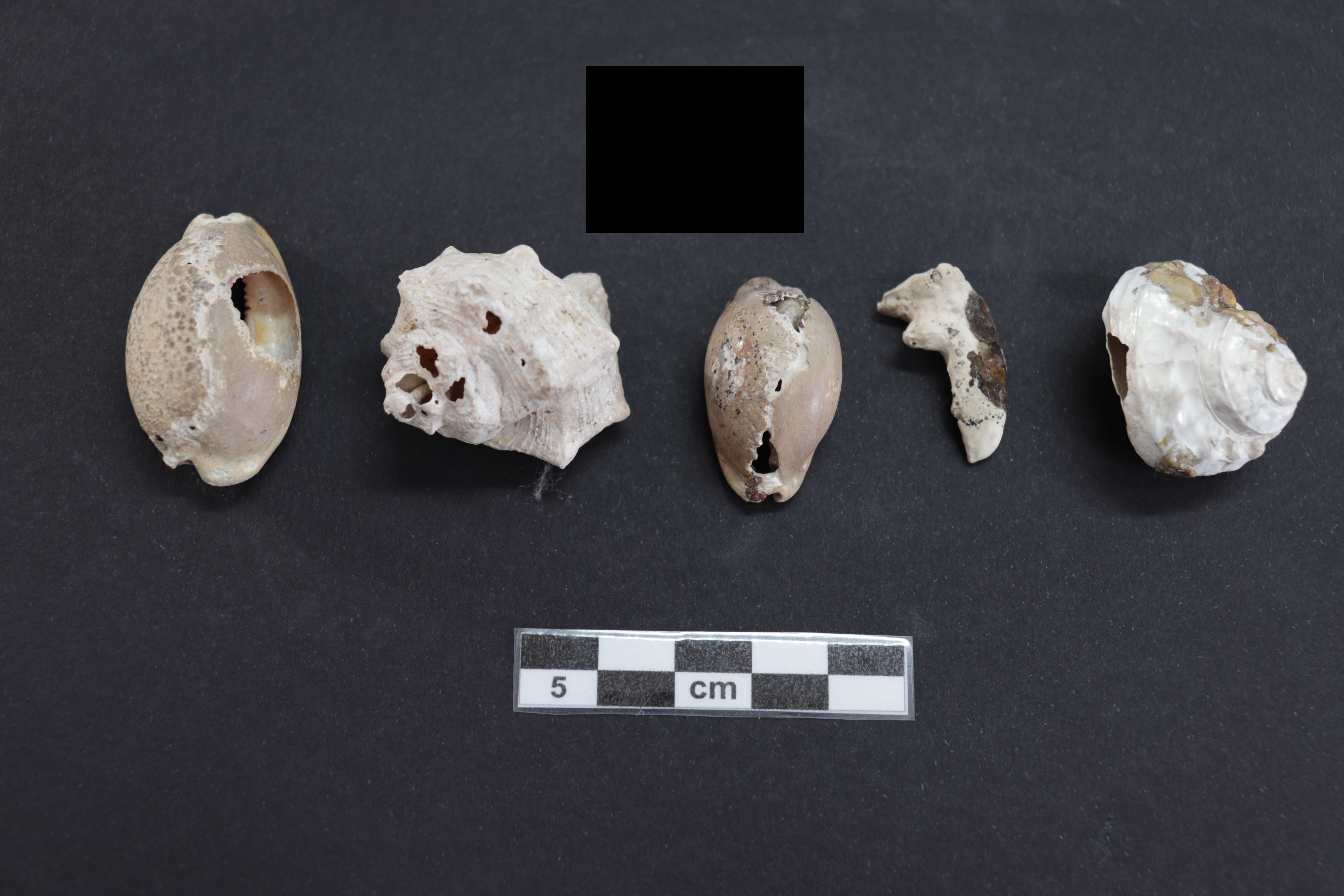 SINGOLO OGGETTO/ vago, SECOLI/ I