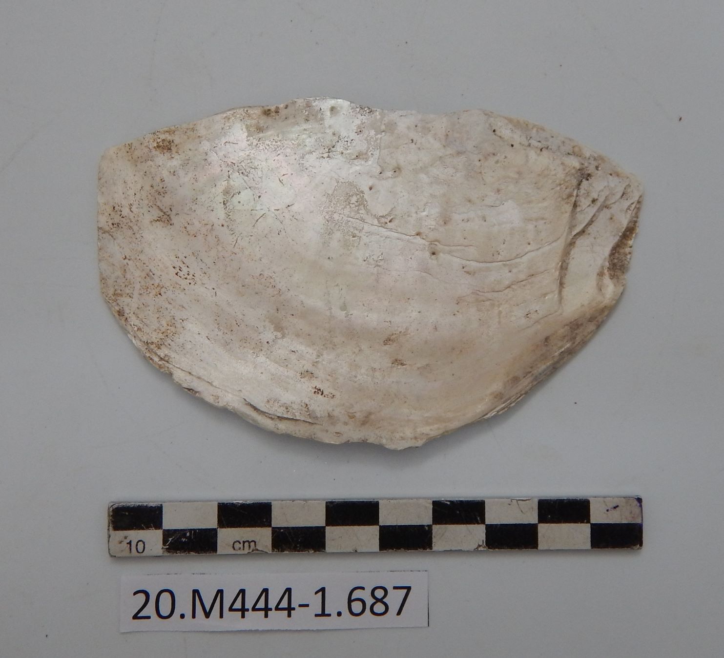 SINGOLO OGGETTO/ conchiglia, SECOLI/ I