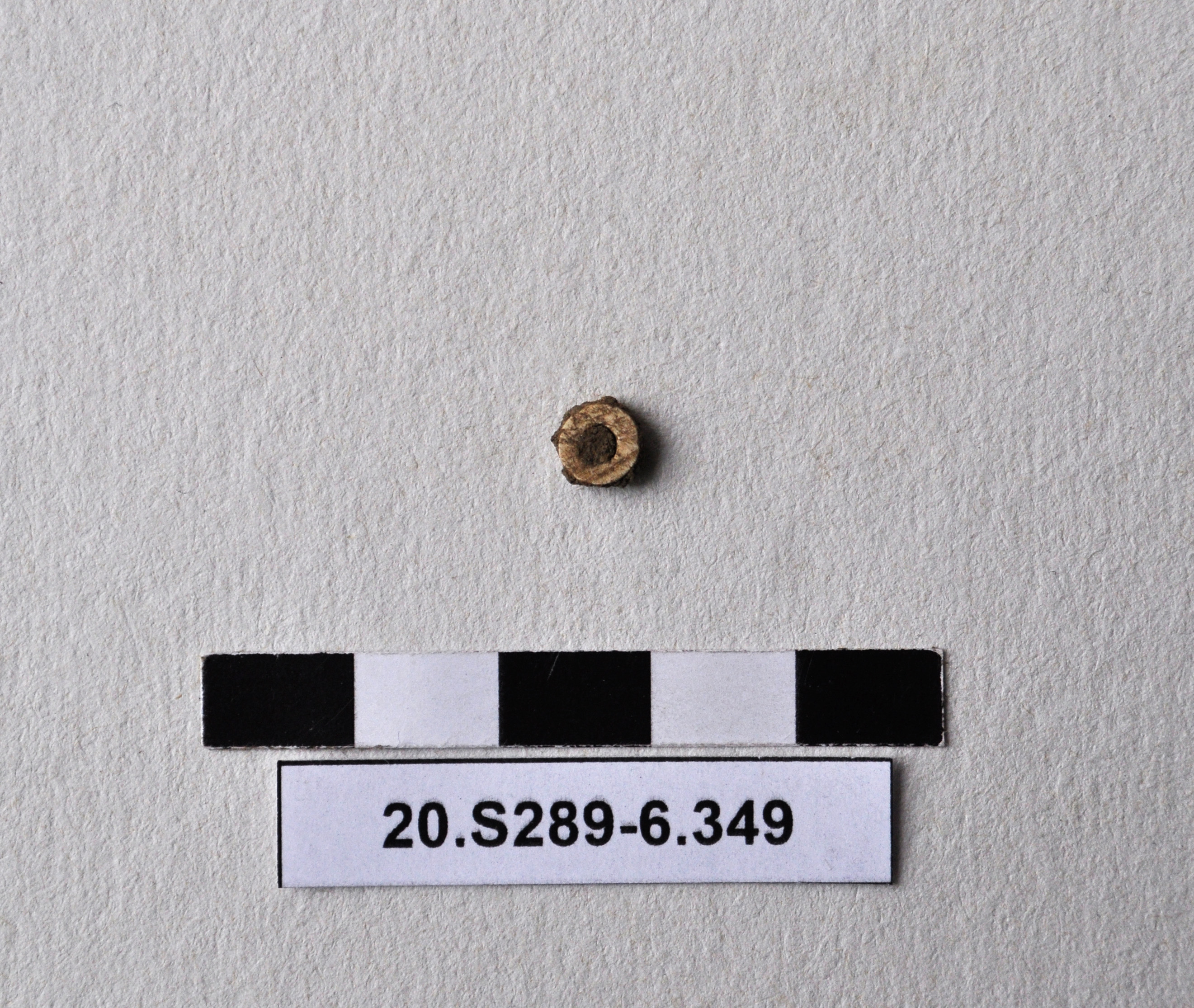 SINGOLO OGGETTO/ vago, PERIODIZZAZIONI/ Preistoria/ Eta' del Rame