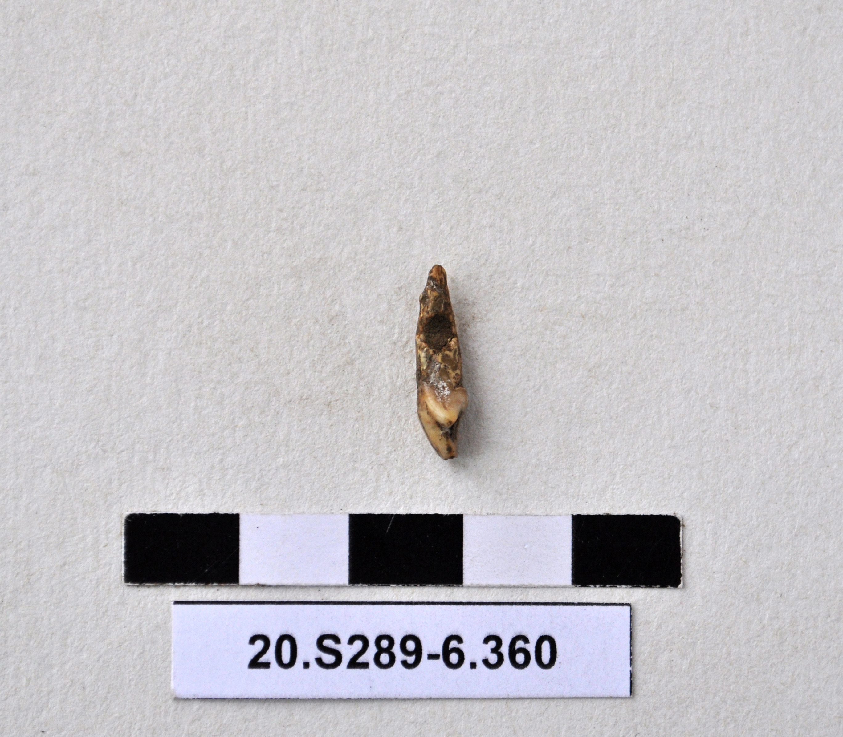 SINGOLO OGGETTO, PERIODIZZAZIONI/ Preistoria/ Eta' del Rame