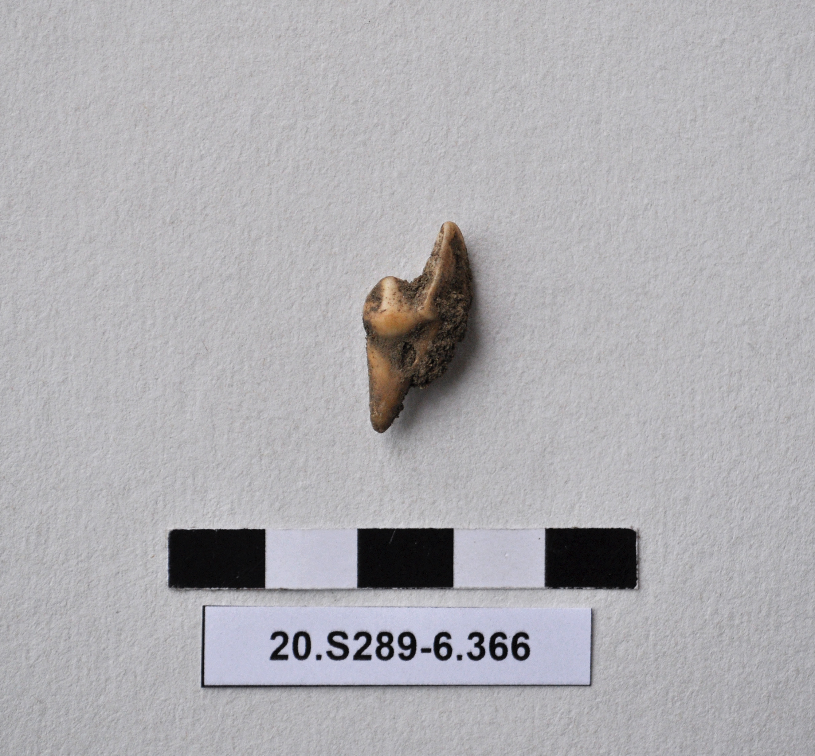 SINGOLO OGGETTO, PERIODIZZAZIONI/ Preistoria/ Eta' del Rame