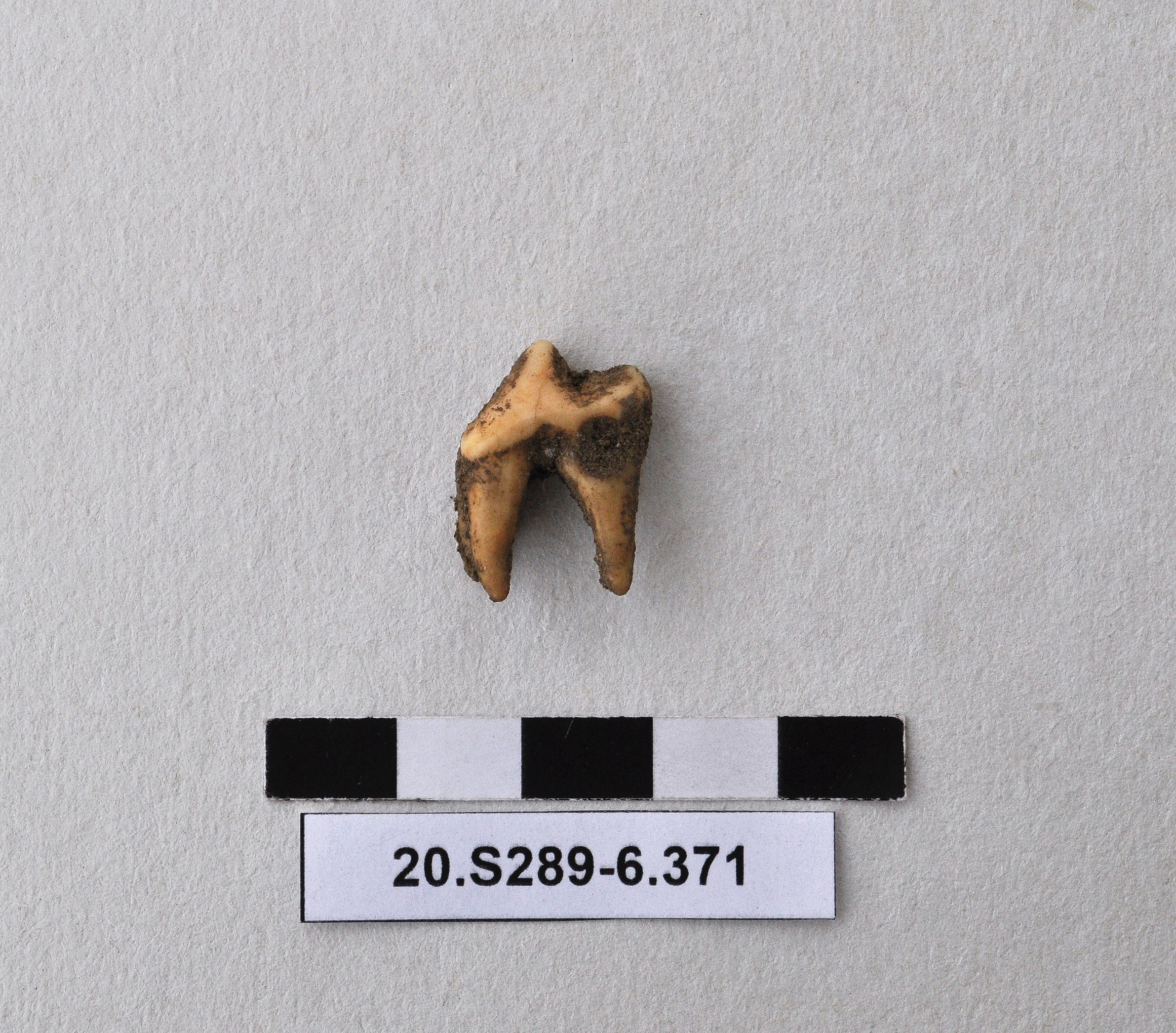 SINGOLO OGGETTO, PERIODIZZAZIONI/ Preistoria/ Eta' del Rame