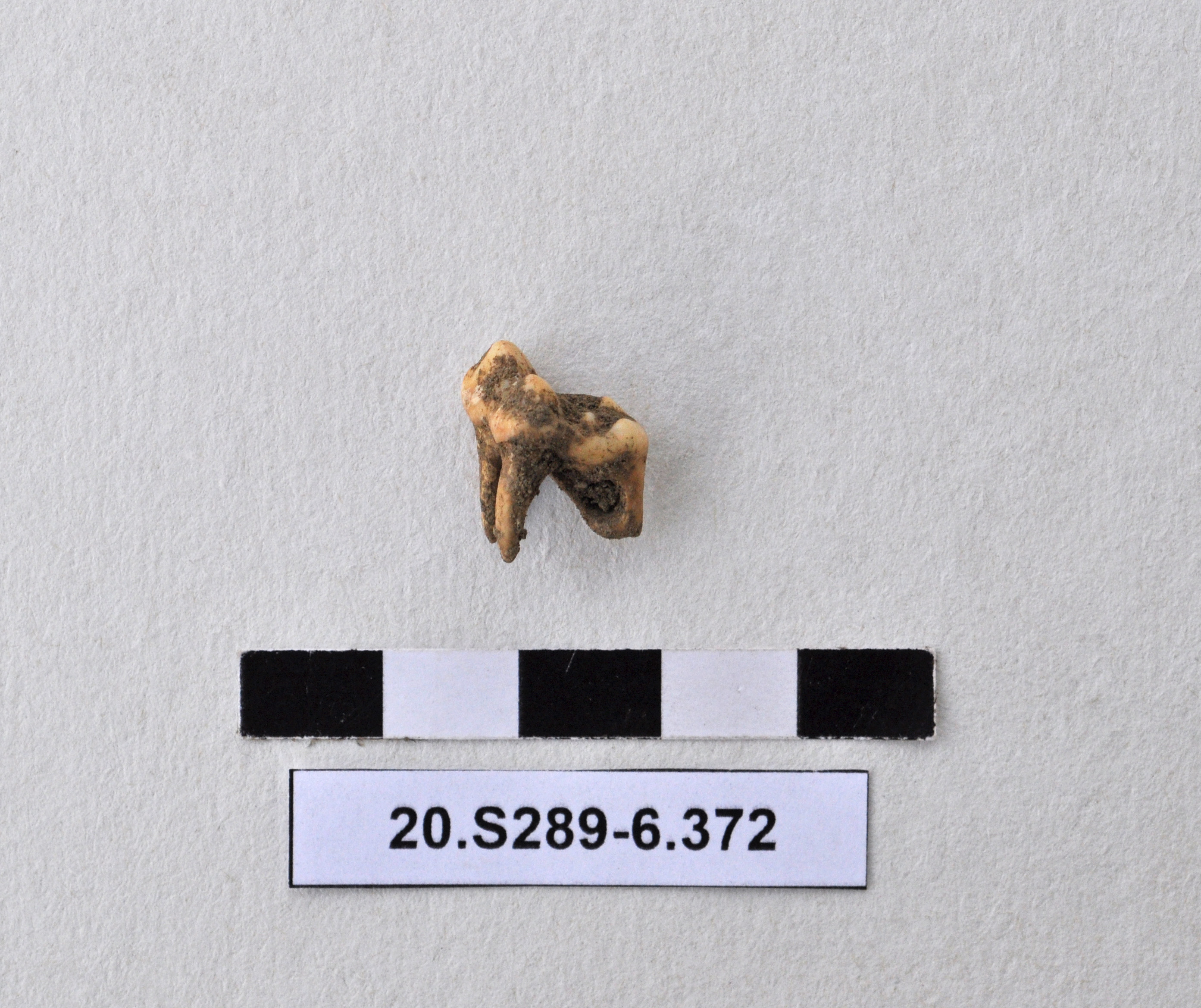 SINGOLO OGGETTO, PERIODIZZAZIONI/ Preistoria/ Eta' del Rame