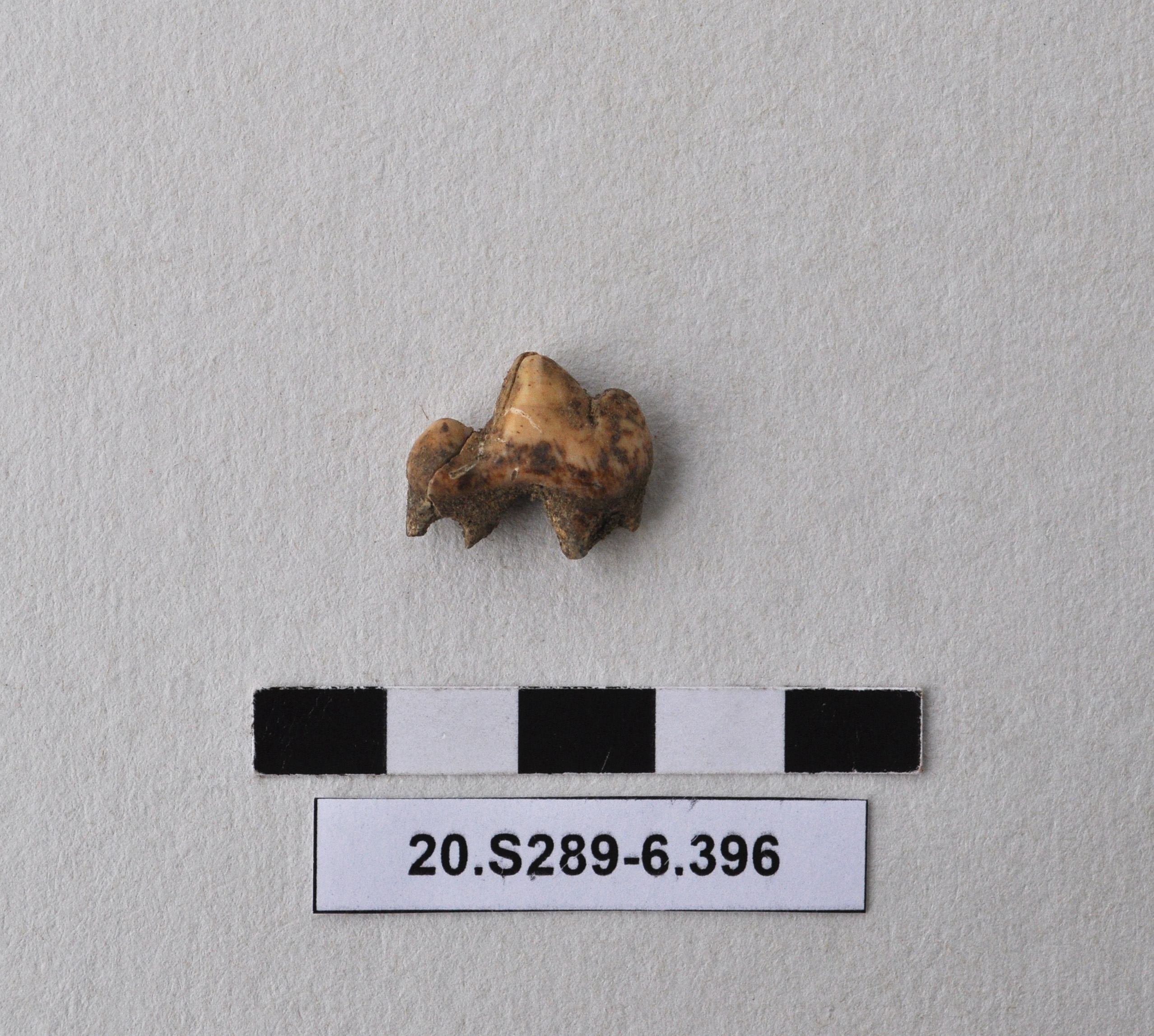 SINGOLO OGGETTO, PERIODIZZAZIONI/ Preistoria/ Eta' del Rame