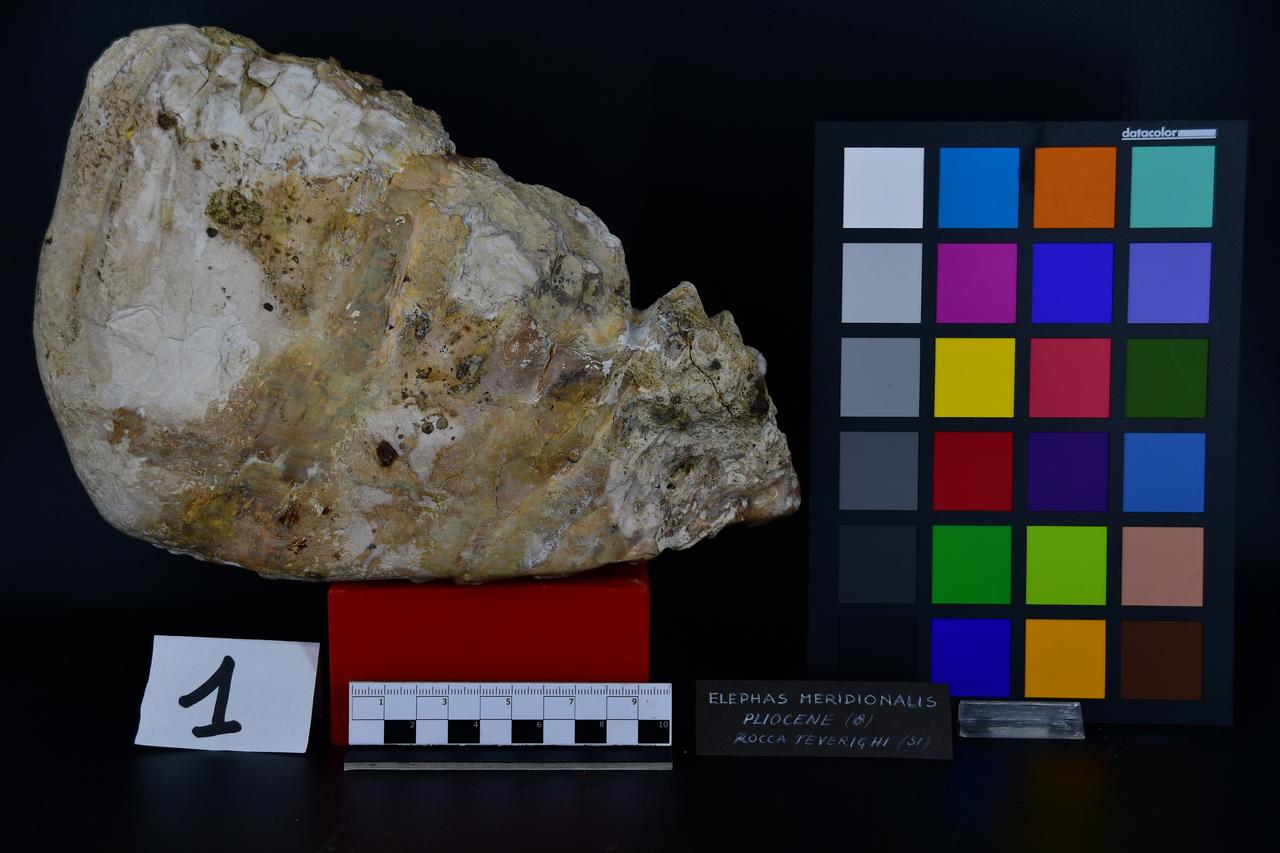 fossile (Molare di Elephas meridionalis, esemplare)