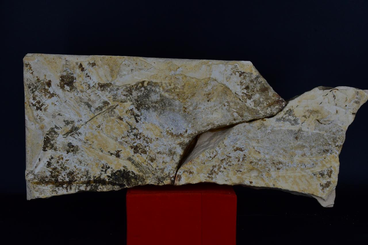 fossile (Scomber pelamis, esemplare)