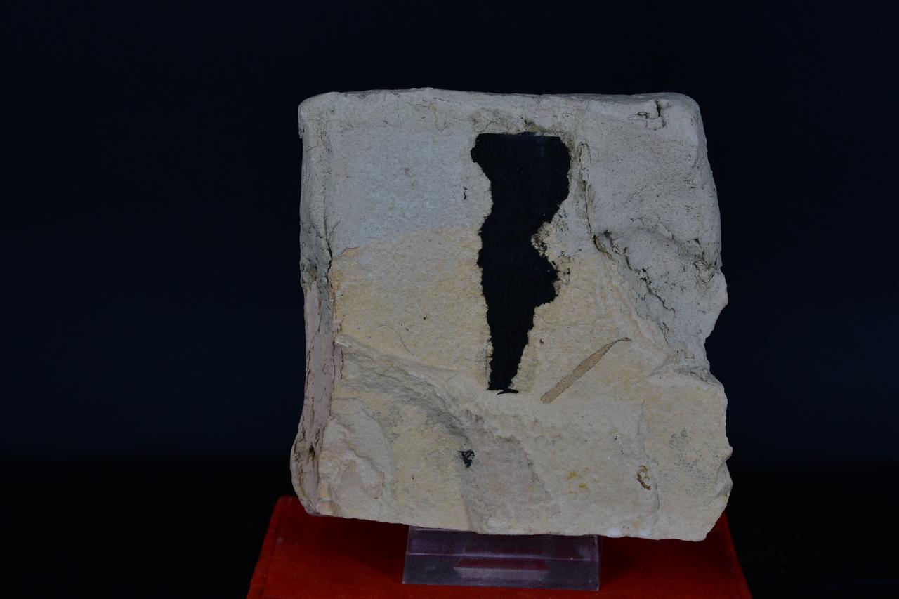 fossile (Labrax sculturus, esemplare)