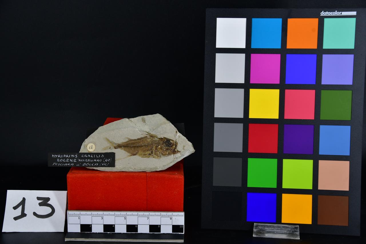 fossile (Myripristis gracilis, esemplare)