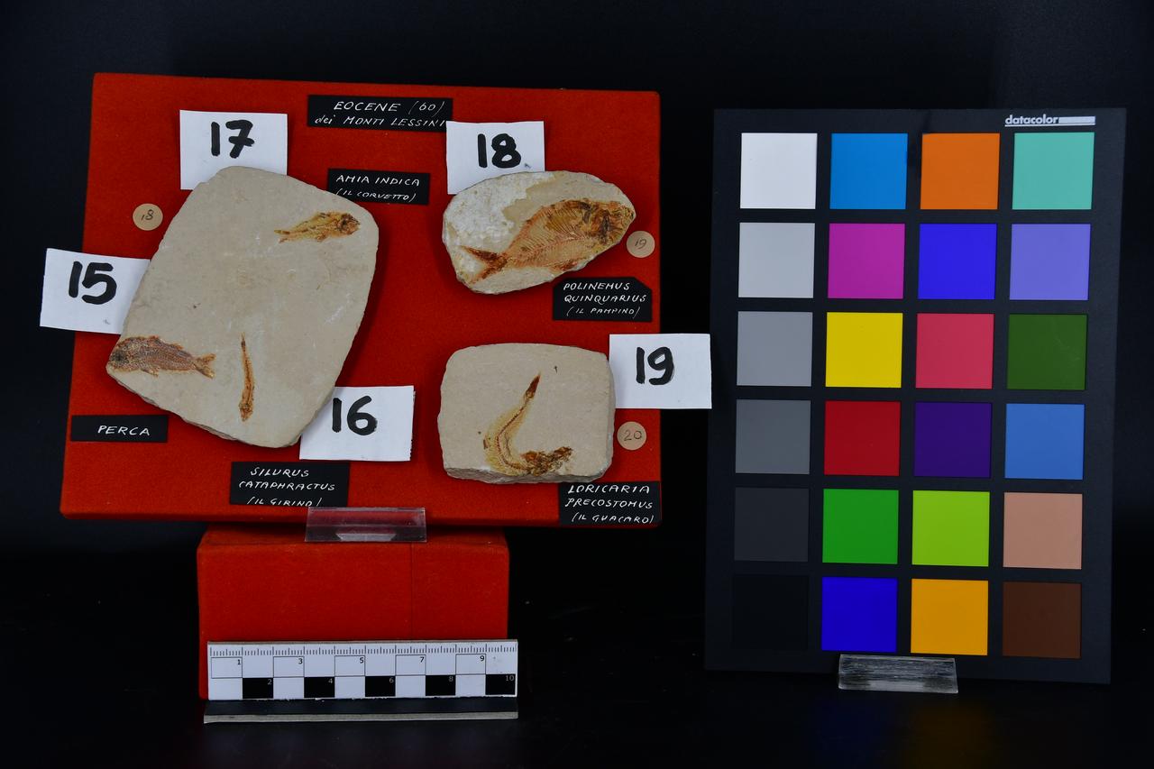 fossile (Polinemus quinquarius, esemplare)