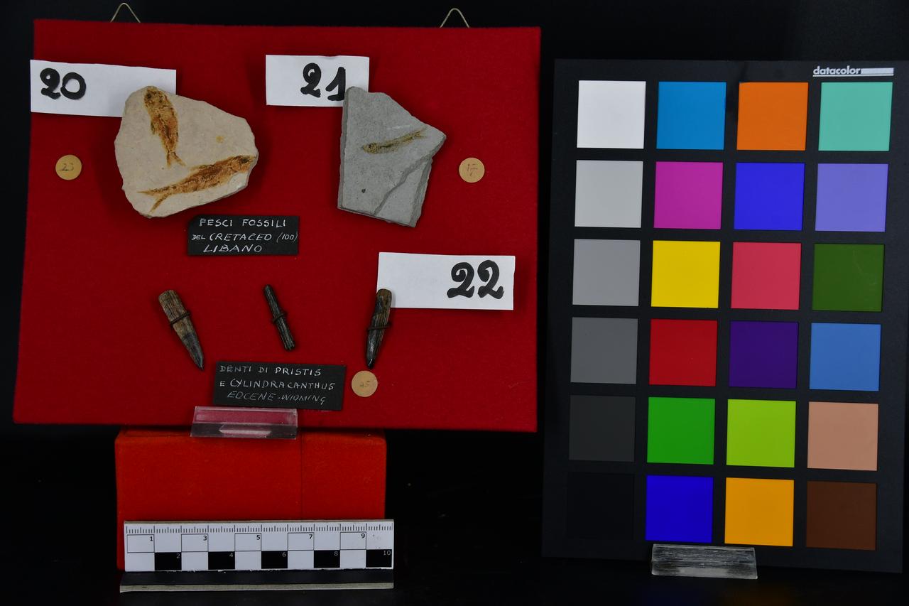 fossile (pesci su lastrina, associazione fossile)