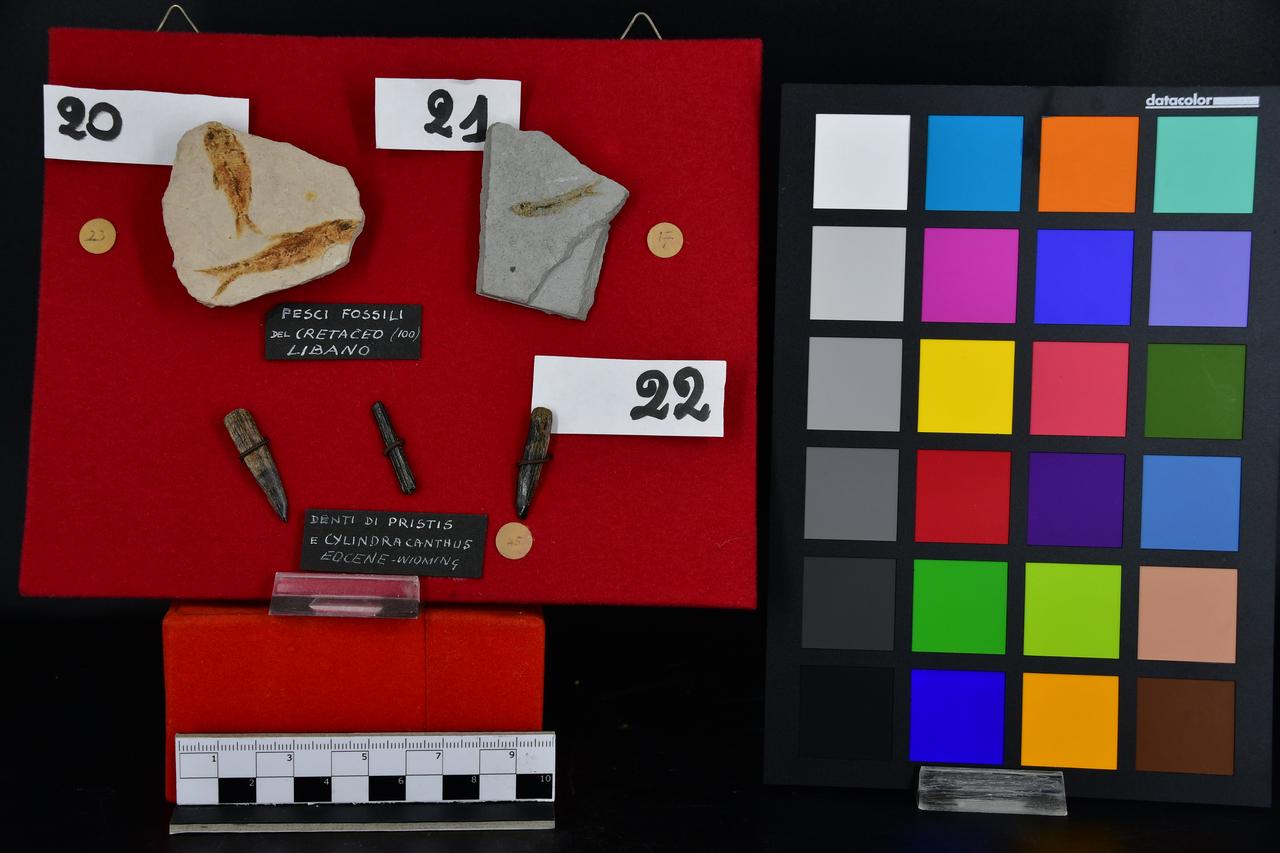 fossile (pesce indeterminato, esemplare)