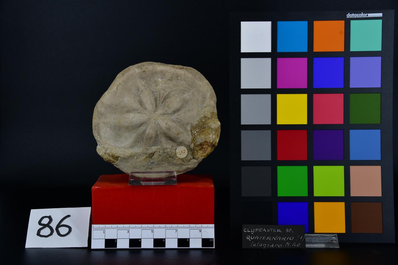 fossile (Clypeaster, esemplare)
