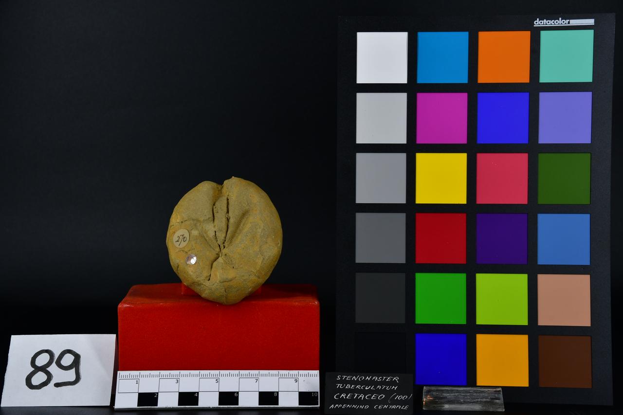 fossile (Stenonaster tuberculatum, esemplare)