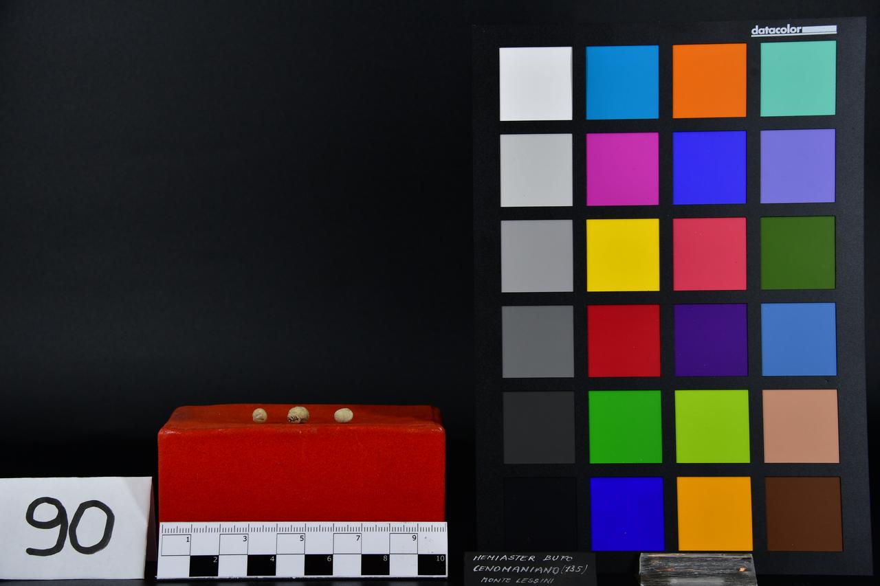 fossile (Hemiaster bufo, serie)