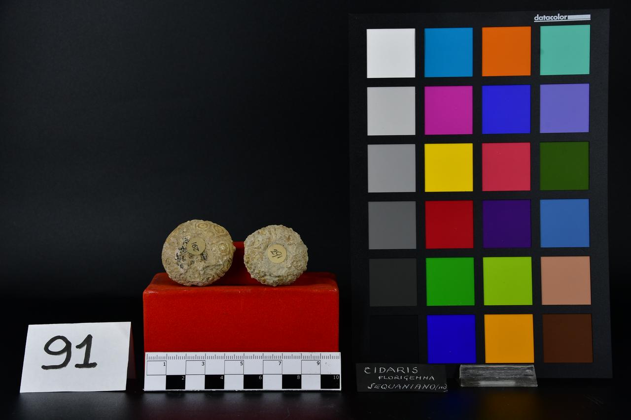 fossile (Cidaris florigemma, serie)