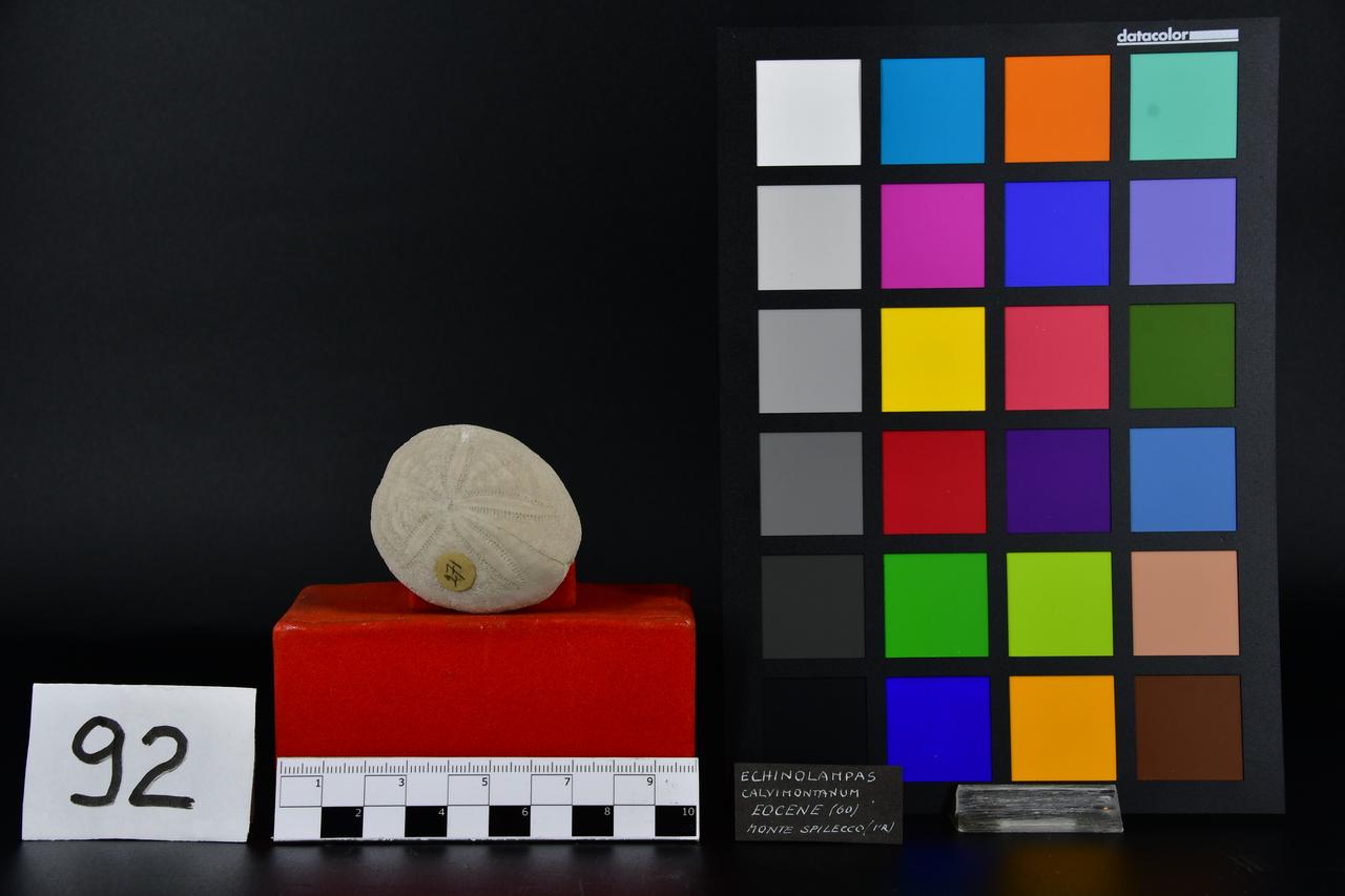 fossile (Echinolampas calvimontanum, esemplare)