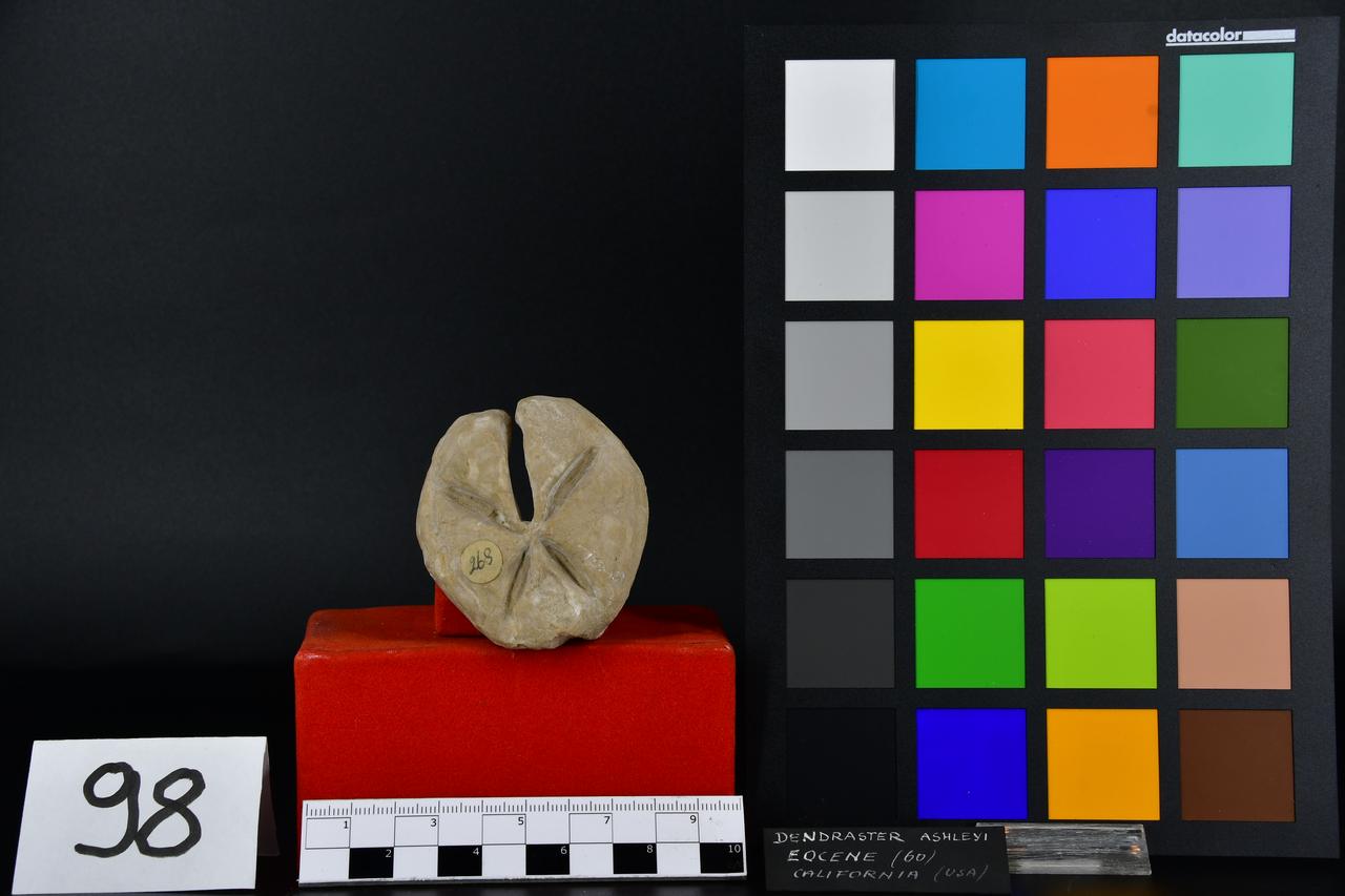 fossile (Dendraster ashleyi, esemplare)