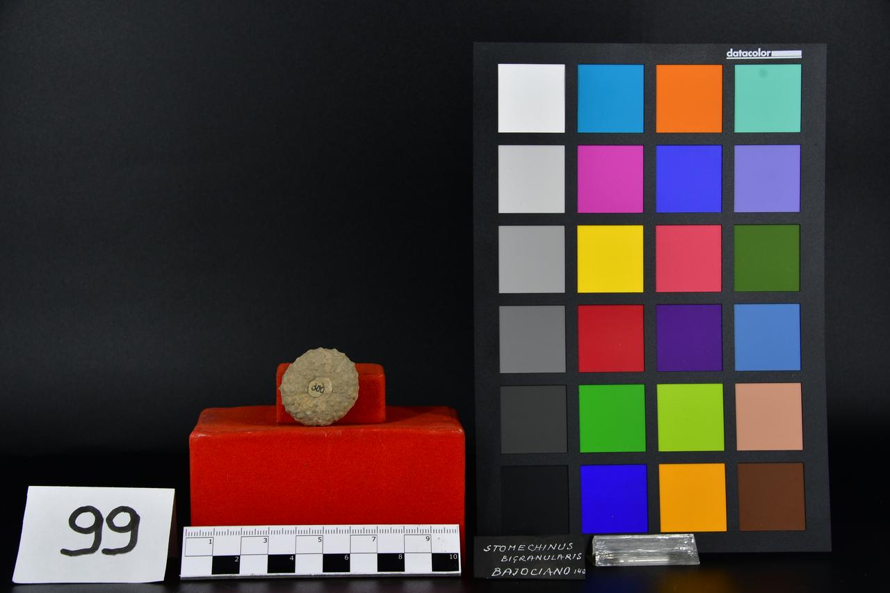 fossile (Stomechinus bigranularis, esemplare)