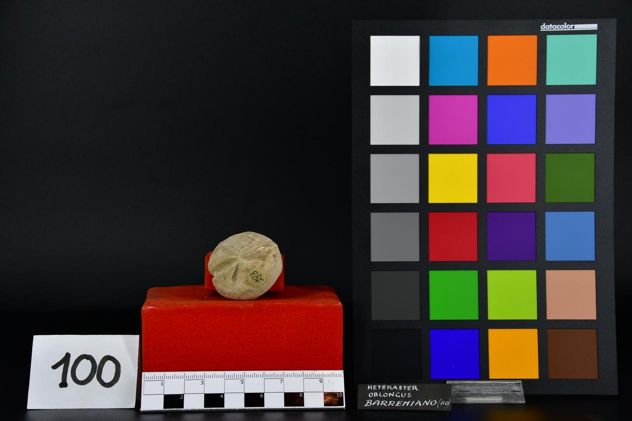 fossile (Heteraster oblongus, esemplare)