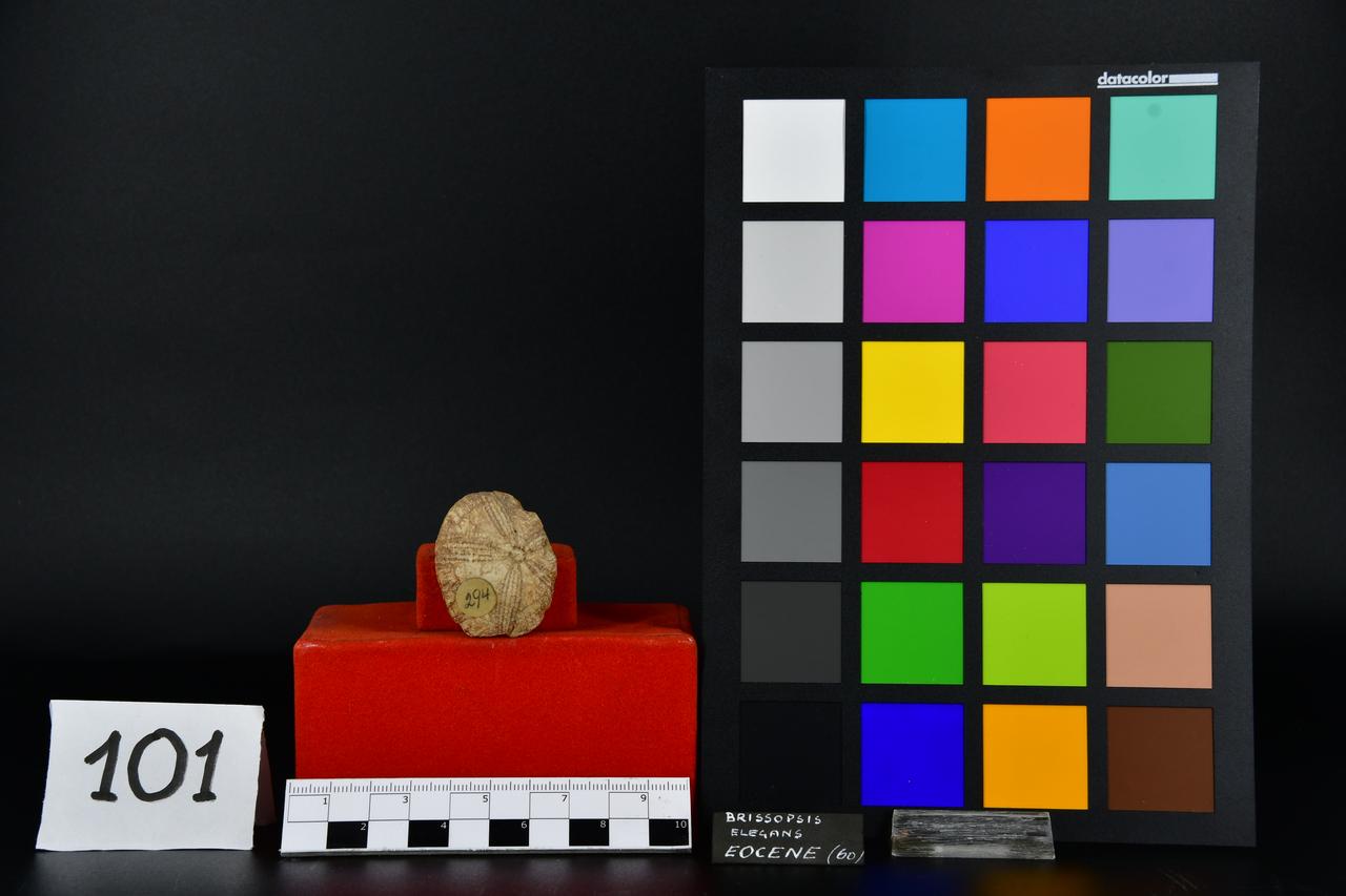 fossile (Brissopsis elegans, esemplare)