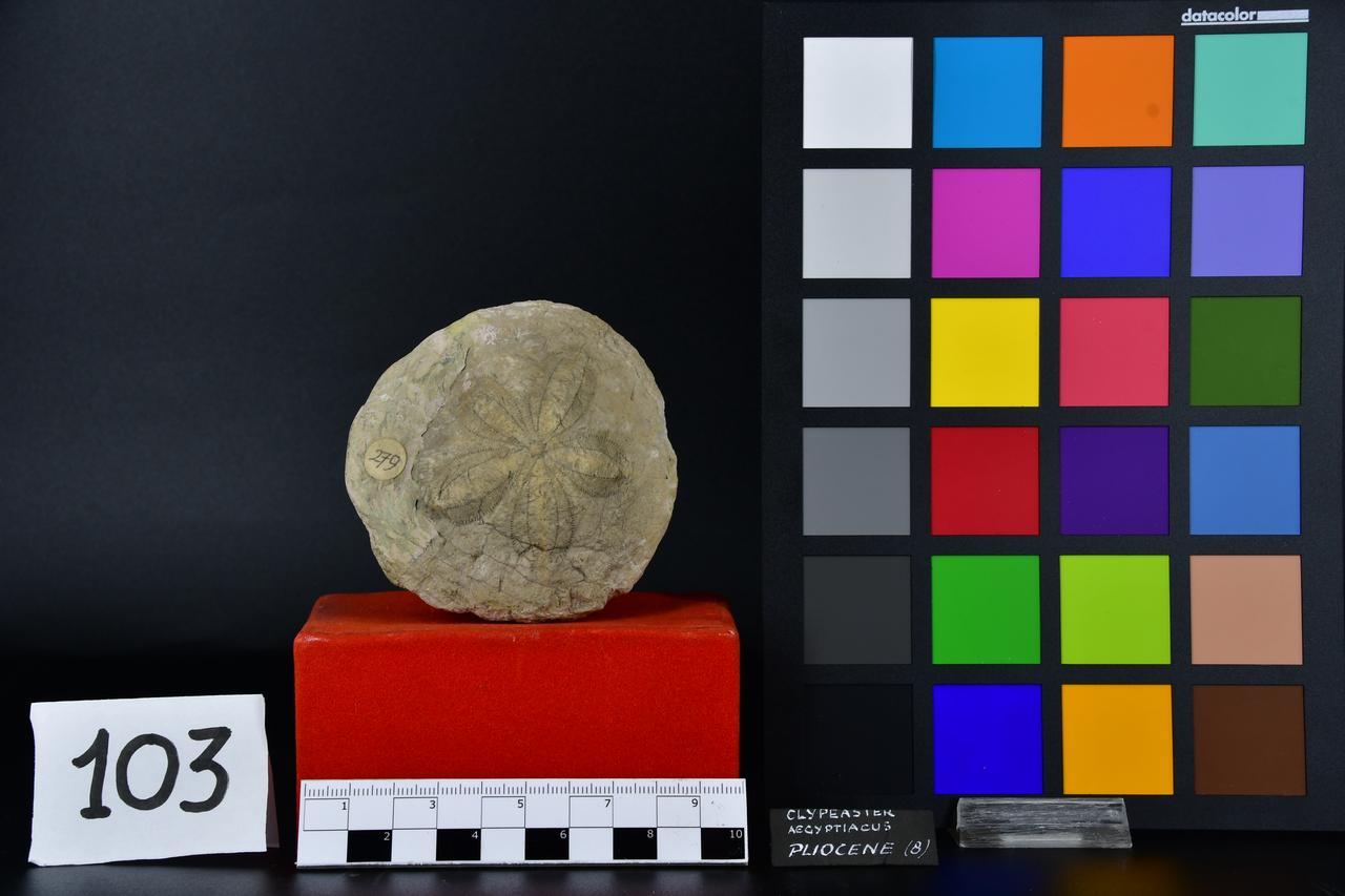 fossile (Clypeaster aegyptiacus, esemplare)