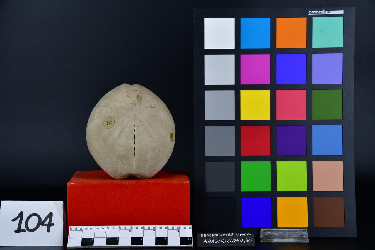 fossile (Hemipneustes radiatus, esemplare)